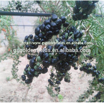Poudre de wolfberry organique de haute qualité / poudre de baie de Goji d&#39;extrait de Black Wolfberry chinois avec concurrentiel